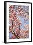 In Bloom V-Karyn Millet-Framed Photographic Print