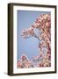 In Bloom VI-Karyn Millet-Framed Photographic Print