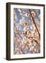 In Bloom VIII-Karyn Millet-Framed Photographic Print