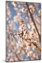 In Bloom VIII-Karyn Millet-Mounted Photographic Print