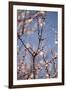 In Bloom X-Karyn Millet-Framed Photographic Print