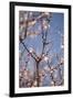 In Bloom X-Karyn Millet-Framed Photographic Print