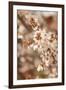 In Bloom XII-Karyn Millet-Framed Photographic Print