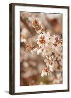 In Bloom XII-Karyn Millet-Framed Photographic Print