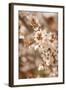 In Bloom XII-Karyn Millet-Framed Photographic Print