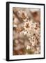 In Bloom XII-Karyn Millet-Framed Photographic Print