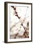 In Bloom XIII-Karyn Millet-Framed Photographic Print