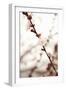 In Bloom XIII-Karyn Millet-Framed Photographic Print