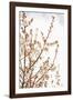 In Bloom XV-Karyn Millet-Framed Photographic Print