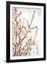 In Bloom XV-Karyn Millet-Framed Photographic Print