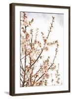 In Bloom XV-Karyn Millet-Framed Photographic Print