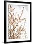 In Bloom XV-Karyn Millet-Framed Photographic Print