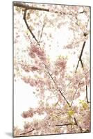 In Bloom XXI-Karyn Millet-Mounted Photographic Print