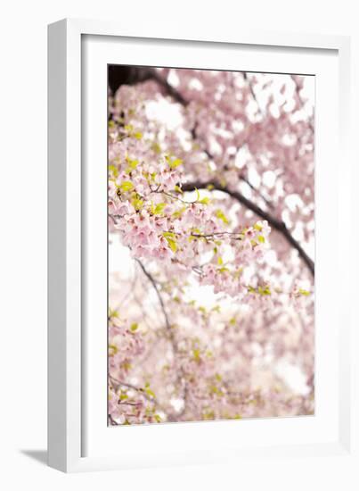 In Bloom XXIII-Karyn Millet-Framed Photographic Print