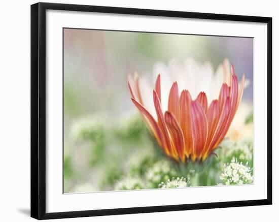 In Bloom-Don Paulson-Framed Giclee Print