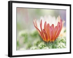 In Bloom-Don Paulson-Framed Giclee Print