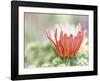 In Bloom-Don Paulson-Framed Giclee Print