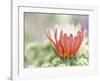 In Bloom-Don Paulson-Framed Giclee Print