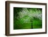 In Bloom-Ursula Abresch-Framed Photographic Print