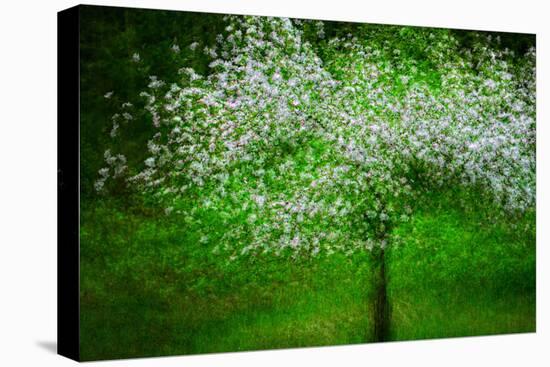 In Bloom-Ursula Abresch-Stretched Canvas