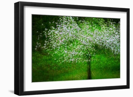 In Bloom-Ursula Abresch-Framed Photographic Print