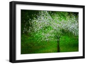 In Bloom-Ursula Abresch-Framed Photographic Print