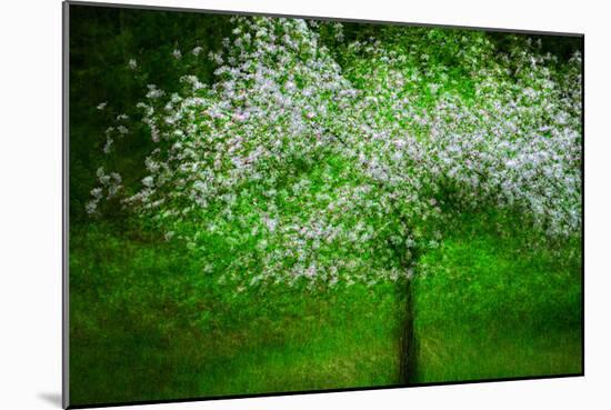 In Bloom-Ursula Abresch-Mounted Photographic Print