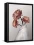 In Bloom-Gabriella Roberg-Framed Stretched Canvas