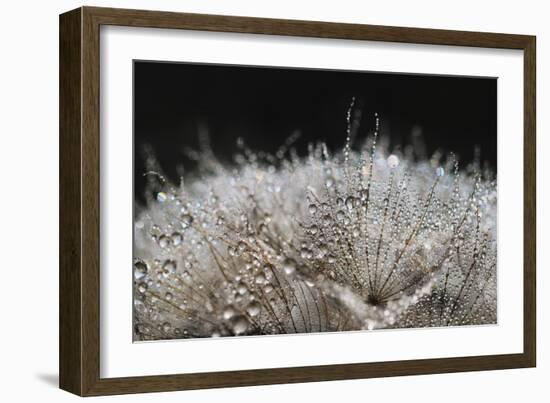 In bright backlight-Heidi Westum-Framed Photographic Print