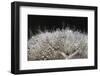 In bright backlight-Heidi Westum-Framed Photographic Print