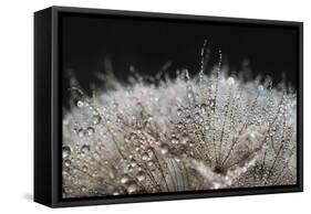 In bright backlight-Heidi Westum-Framed Stretched Canvas