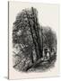 In Cliefden Woods, Scenery of the Thames, UK, 19th Century-null-Stretched Canvas