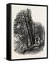 In Cliefden Woods, Scenery of the Thames, UK, 19th Century-null-Framed Stretched Canvas