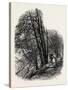 In Cliefden Woods, Scenery of the Thames, UK, 19th Century-null-Stretched Canvas