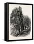 In Cliefden Woods, Scenery of the Thames, UK, 19th Century-null-Framed Stretched Canvas