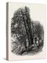 In Cliefden Woods, Scenery of the Thames, UK, 19th Century-null-Stretched Canvas