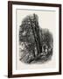 In Cliefden Woods, Scenery of the Thames, UK, 19th Century-null-Framed Giclee Print