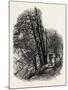 In Cliefden Woods, Scenery of the Thames, UK, 19th Century-null-Mounted Giclee Print