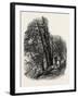 In Cliefden Woods, Scenery of the Thames, UK, 19th Century-null-Framed Giclee Print