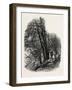 In Cliefden Woods, Scenery of the Thames, UK, 19th Century-null-Framed Giclee Print