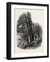 In Cliefden Woods, Scenery of the Thames, UK, 19th Century-null-Framed Giclee Print