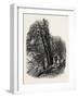 In Cliefden Woods, Scenery of the Thames, UK, 19th Century-null-Framed Giclee Print