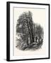 In Cliefden Woods, UK-null-Framed Giclee Print