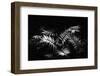 In Depth Forest-Philippe Sainte-Laudy-Framed Photographic Print