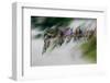 In element-milan malovrh-Framed Photographic Print