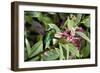 In Flight I-Larry Malvin-Framed Photographic Print