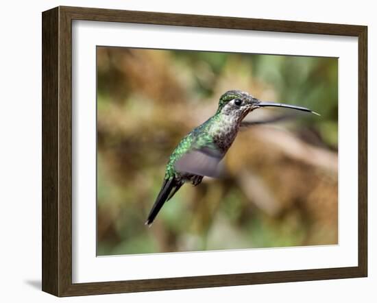 In Flight II-Larry Malvin-Framed Photographic Print