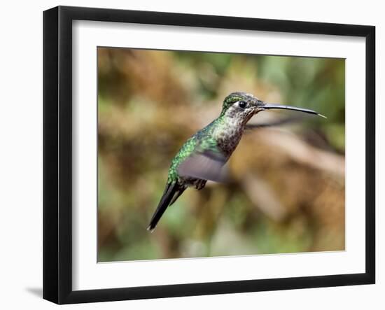 In Flight II-Larry Malvin-Framed Photographic Print