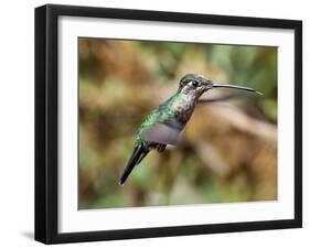 In Flight II-Larry Malvin-Framed Photographic Print