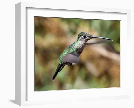 In Flight II-Larry Malvin-Framed Photographic Print